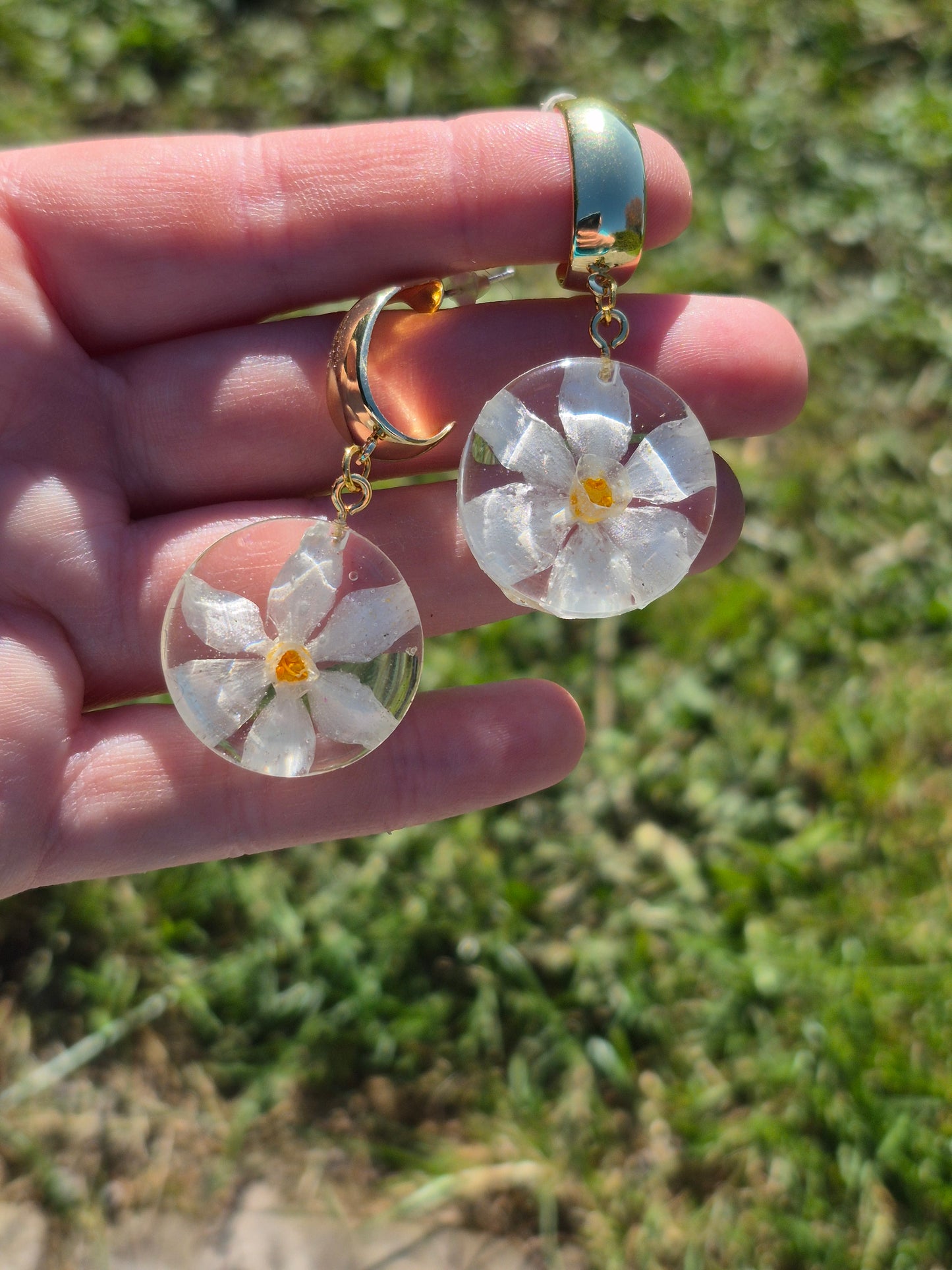 Narcissus paperwhite dangles