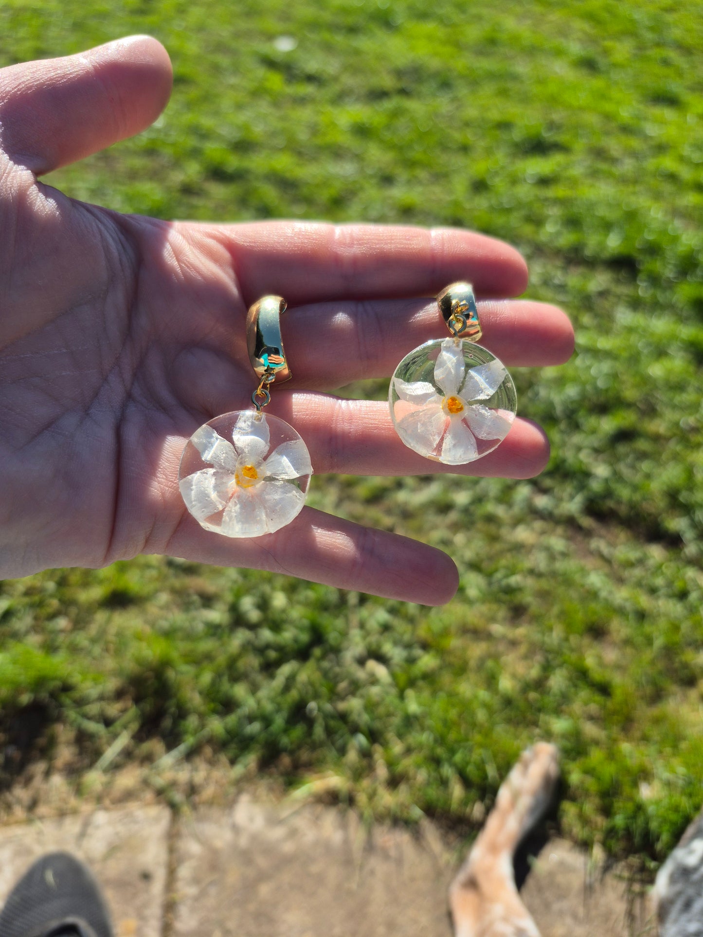 Narcissus paperwhite dangles
