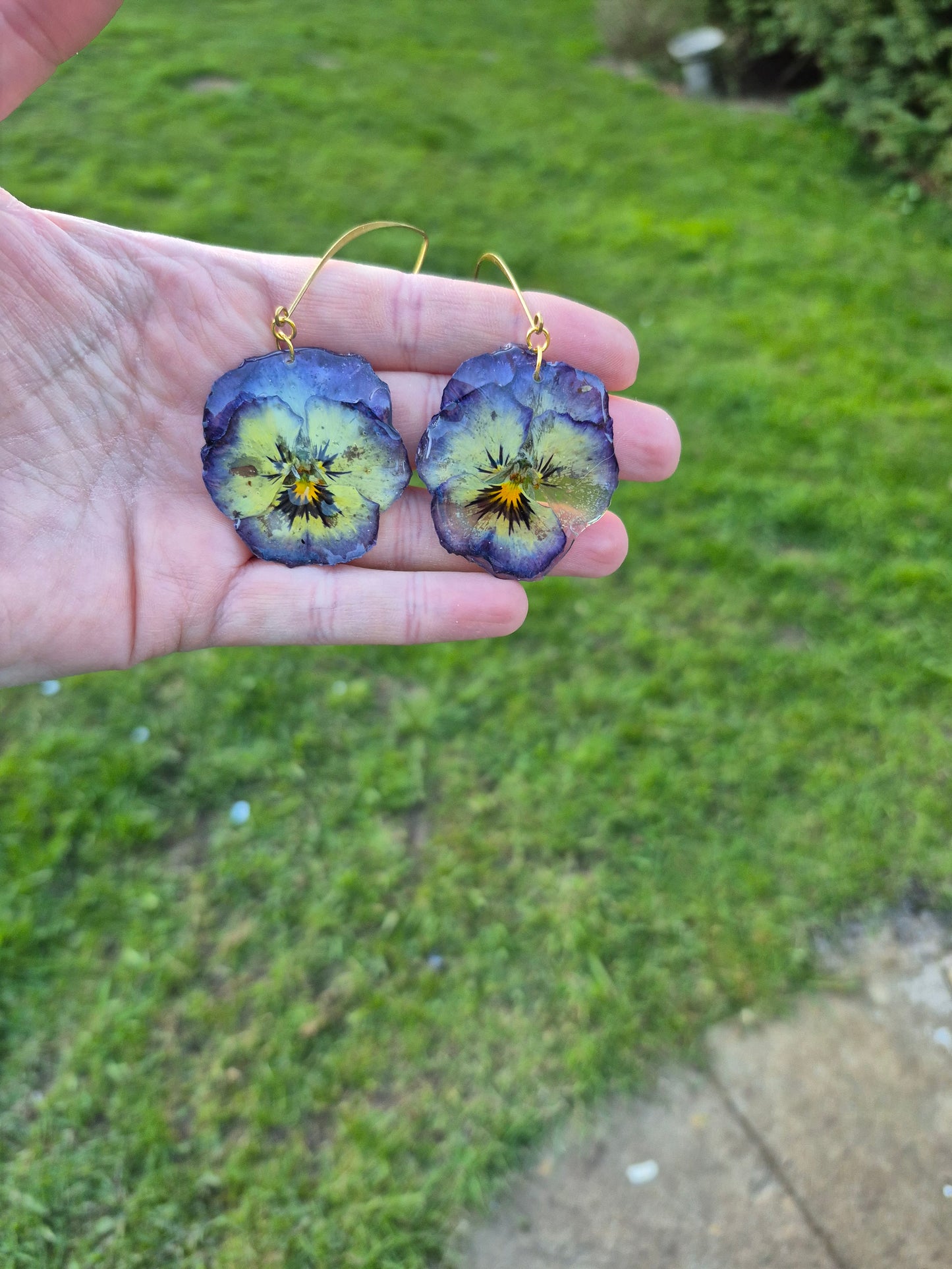 Viola dangles