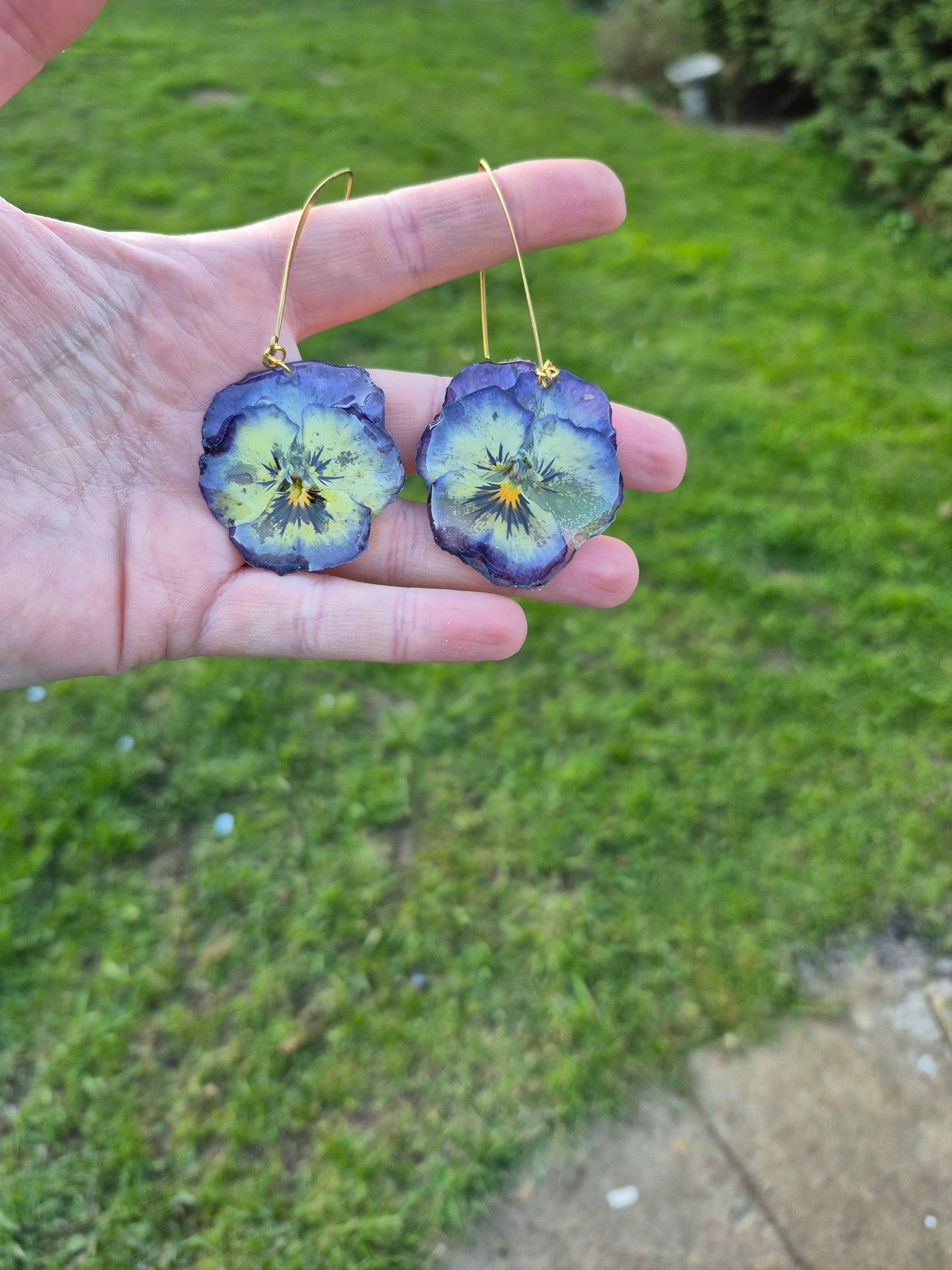 Viola dangles