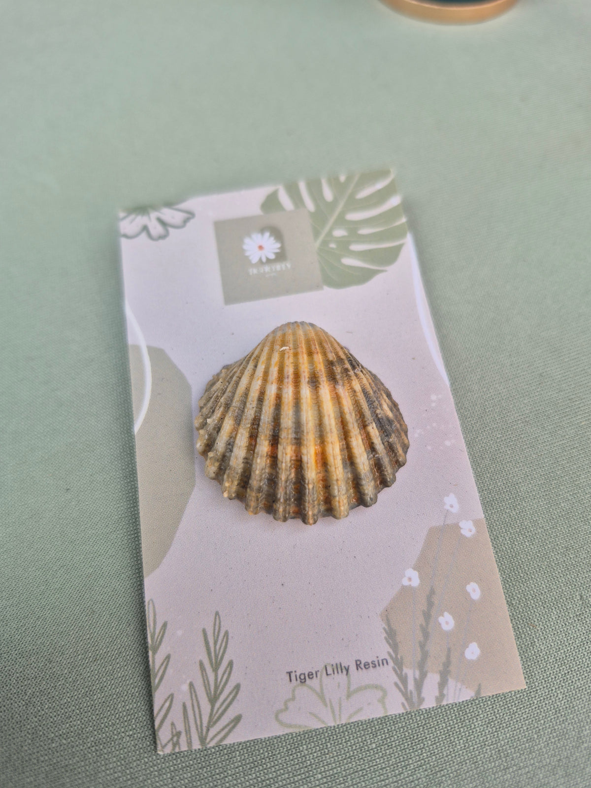Real cockle shell pin badge