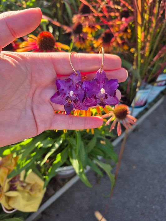 Real peloric purple orchid earrings