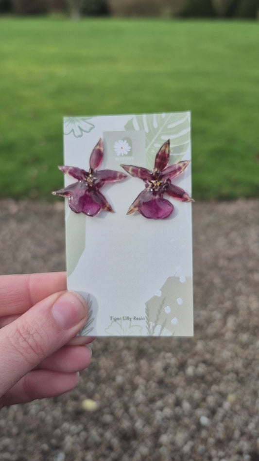 Real oncidium orchid purple studs