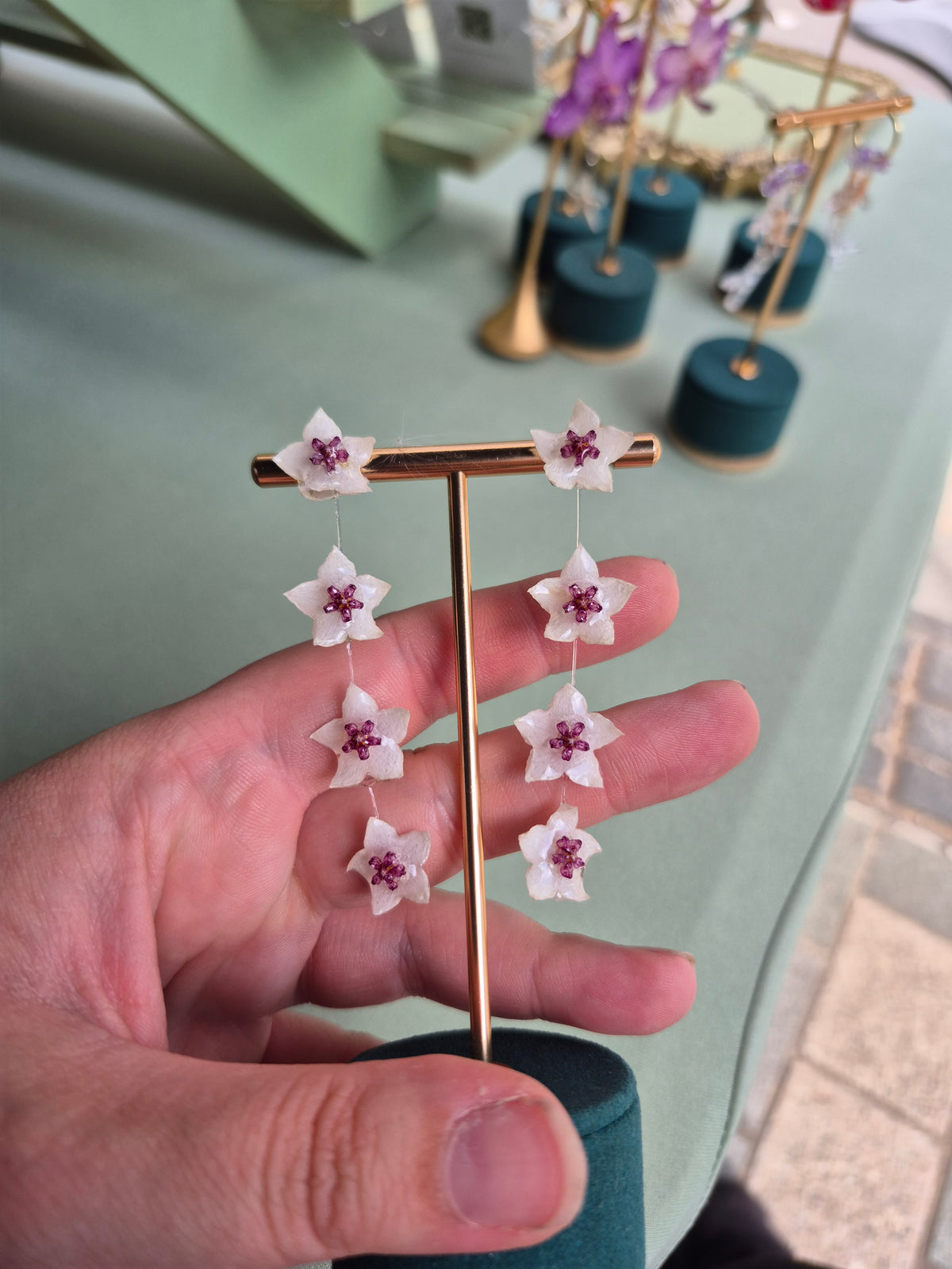Hoya Bella flower dangles
