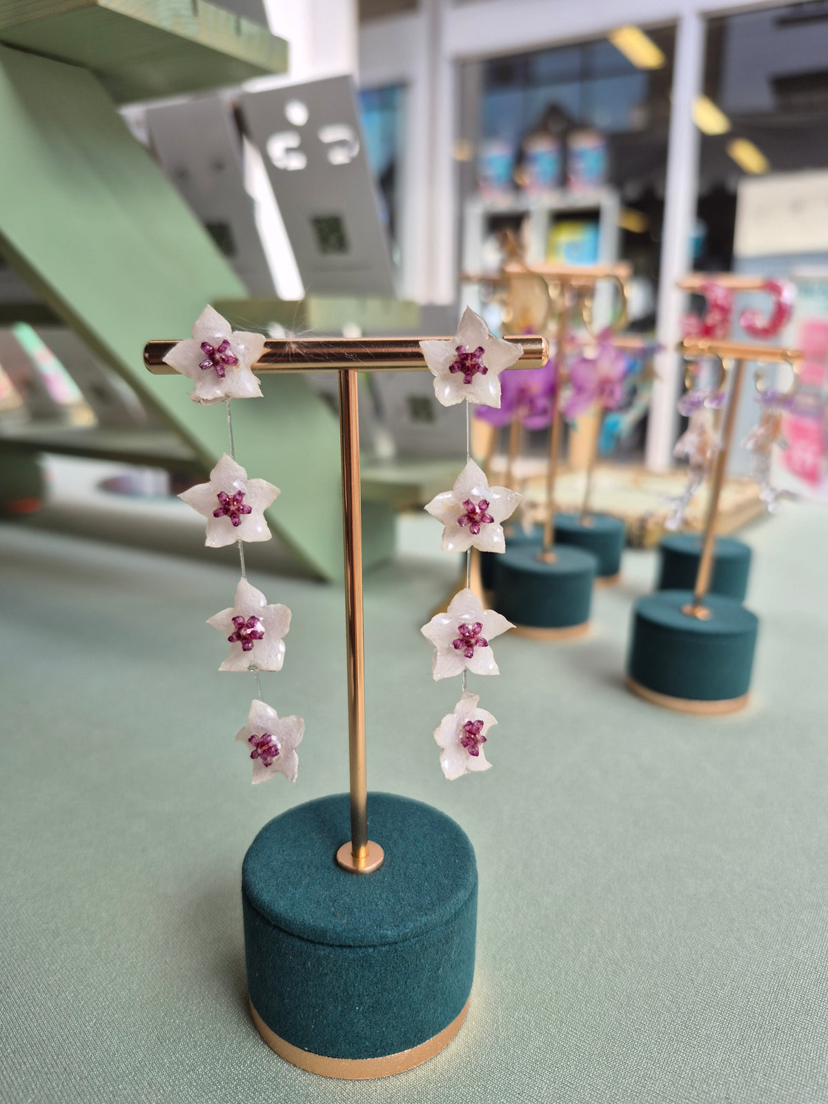 Hoya Bella flower dangles
