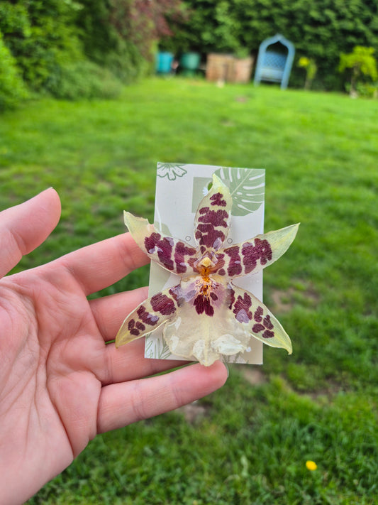 Real orchid pin badge
