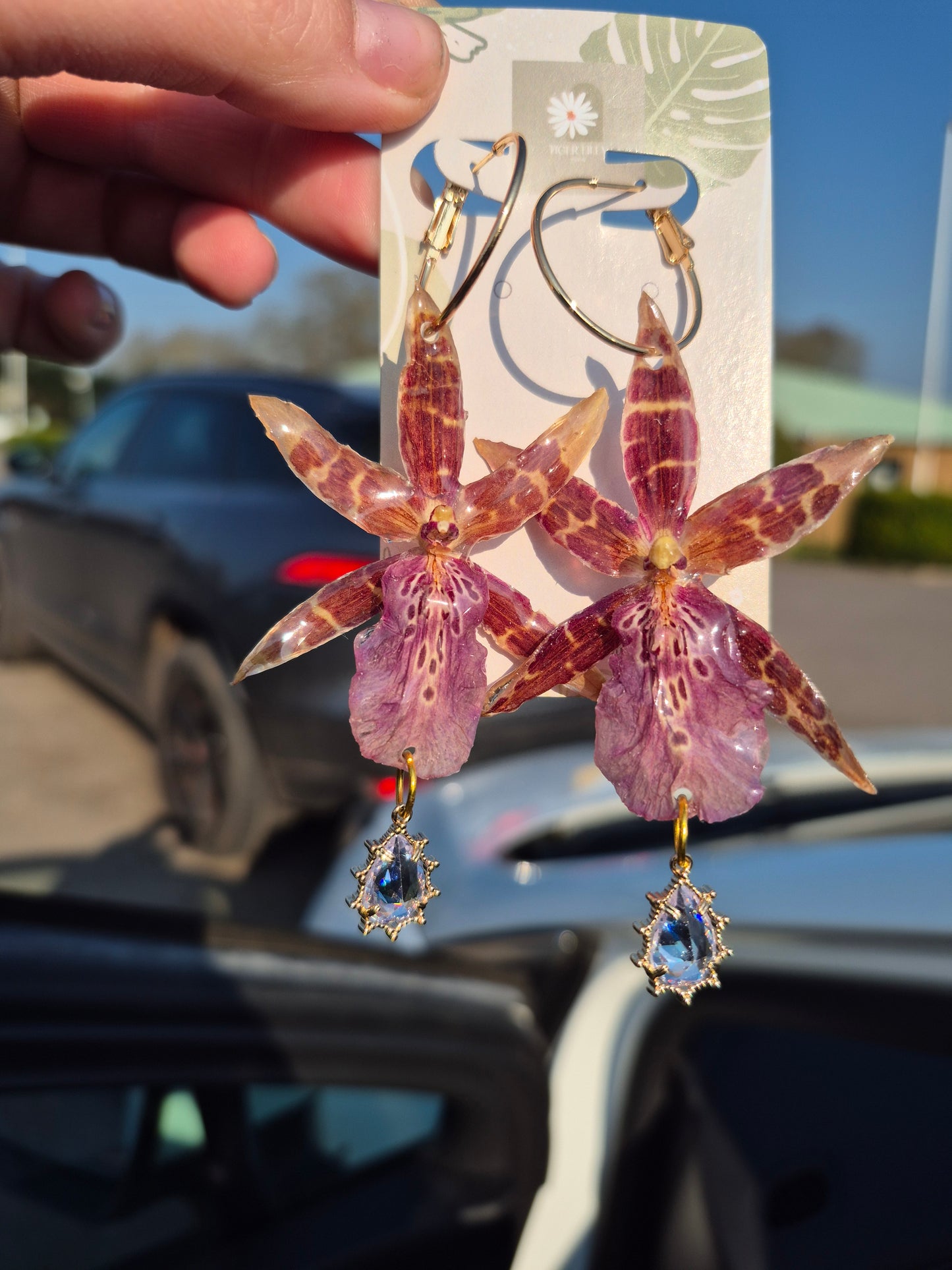 Real brassia orchid earrings
