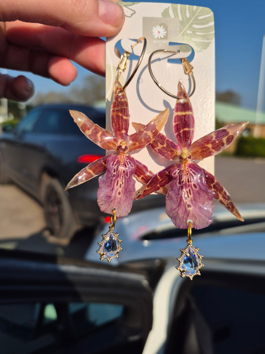 Real brassia orchid earrings