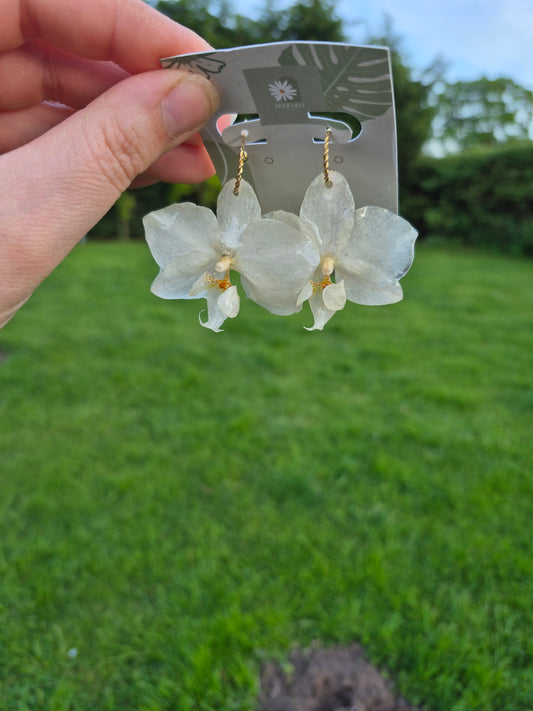 Real phalaenopsis white orchid earrings