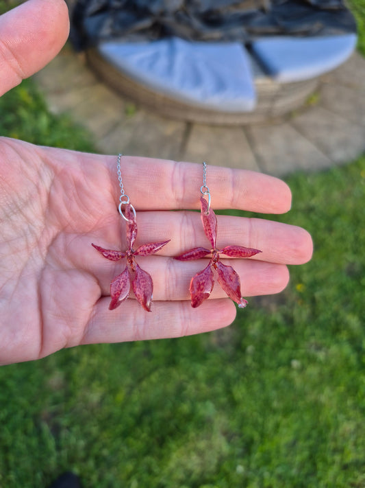 Real renanthera orchid earrings